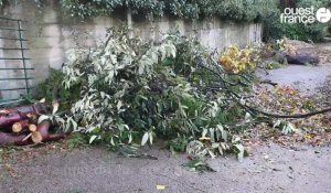 VIDÉO. Après la tempête Ciaran, des dégâts importants dans le jardin des plantes de Coutances