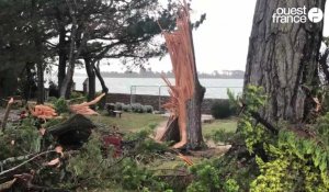 VIDÉO. Une mini-tornade fait tomber 150 arbres en 30 secondes à Penboc'h, à Arradon