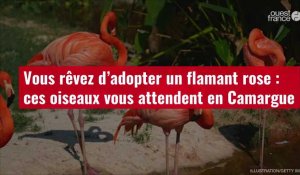 VIDÉO. Vous rêvez d’adopter un flamant rose : ces oiseaux vous attendent en Camargue