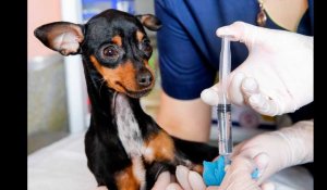 Une mystérieuse maladie touche des centaines de chiens aux Etats-Unis
