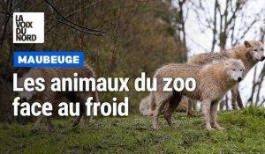 Comment les animaux supportent-ils le froid au zoo de Maubeuge ?