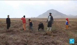 Afghanistan : face à une sécheresse à rallonge, les agriculteurs et les récoltes menacés