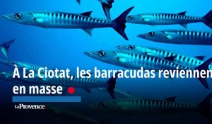 À La Ciotat, les barracudas reviennent en masse 