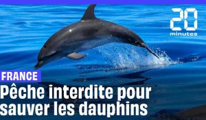 France : Pêche interdite dans le golfe de Gascogne pour sauver les dauphins