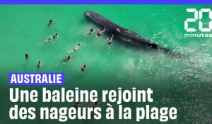 Australie : Une baleine rejoint des nageurs au bord de la plage #short