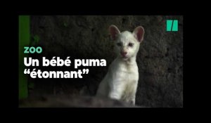 Les visiteurs de ce zoo découvrent ce bébé puma après une naissance "sans précédent"