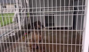 Saint-Omer : les animaux de la SPA sont évacués