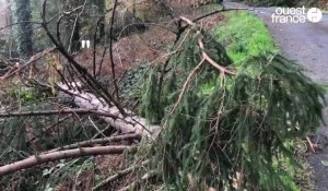 VIDÉO. "On a presque envie de pleurer"... Ce maire breton décrit la forêt meurtrie après la tempête Ciaran