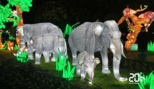 L'exposition «Jungle en voie d'illumination» au Jardin des Plantes