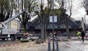 Un arbre est tombé sur la place Marquigny à Soissons