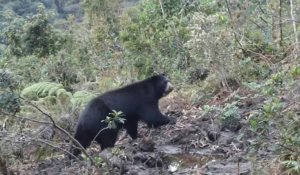 Colombie : deux ours des Andes transférés dans un sanctuaire