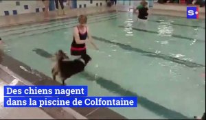 La piscine de Colfontaine a invité les amoureux des animaux à venir nager avec leur chien