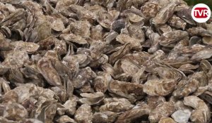 VIDÉO. Huîtres contaminées : 5% de la production de la baie du Mont-Saint-Michel concernés