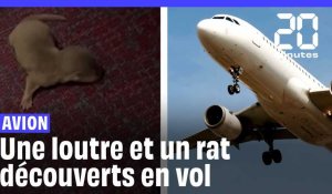 Une loutre et un rat géant sèment la panique dans un avion