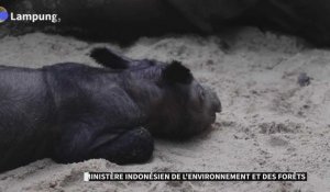 La naissance d'un rhinocéros de Sumatra redonne espoir pour l'espèce menacée d'extinction