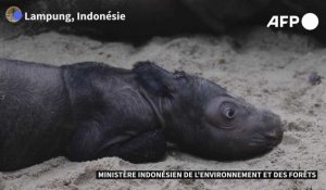 La naissance d'un rhinocéros de Sumatra redonne espoir pour l'espèce menacée d'extinction