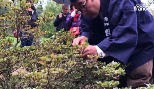 VIDÉO. Deux maîtres jardiniers japonais enseignent leurs techniques au Parc oriental de Maulévrier