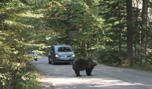 Vivre avec ou les pourchasser: face aux ours, les Roumains divisés