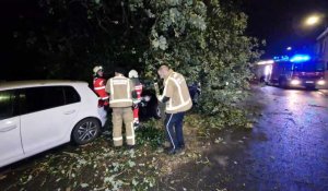 Tempête Ciaran: un arbre tombe sur trois voitures à Montignies-sur-Sambre