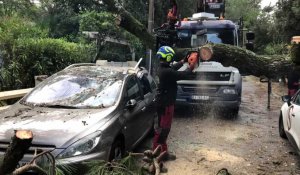 VIDÉO. Tempête Ciaran : à La Baule un arbre est tombé sur deux voitures