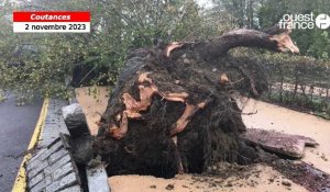 VIDÉO. Tempête Ciaran : sur ce boulevard de Coutances, les arbres n’ont pas passé la nuit