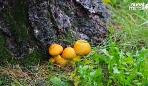VIDÉO. Les champignons sortent de terre à Coutances