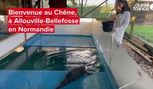 VIDEO. Un "hôpital" pour bébés phoques en Normandie