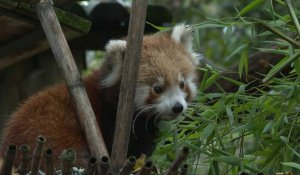 Au zoo de Lisbonne, bébé panda roux fait ses premiers pas