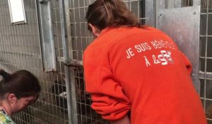 Une cinquantaine de chihuahas était à adopter au refuge de Compiègne