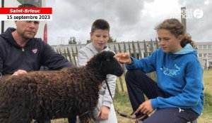 VIDEO. Éco-pâturage au collège Jean-Macé à Saint-Brieuc : livraison de moutons dans l'établissement