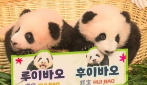 En Corée du Sud, un zoo révèle le nom de deux pandas jumeaux