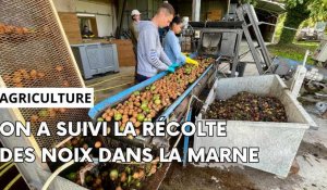 La récolte des noix dans la Marne