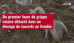VIDÉO. Un premier foyer de grippe aviaire détecté dans un élevage de canards en Vendée