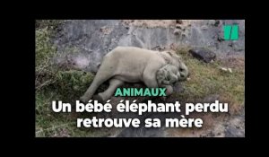 Les adorables retrouvailles de cette éléphante avec son bébé perdu dans une réserve naturelle
