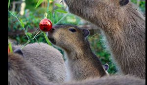 VIDÉO. Au zoo de La Flèche, dans la Sarthe, les animaux aussi fêtent Noël