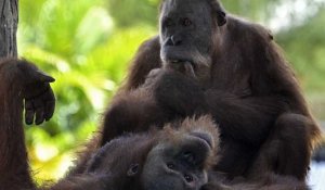 Thaïlande : trois orangs-outans victimes de trafic renvoyés en Indonésie
