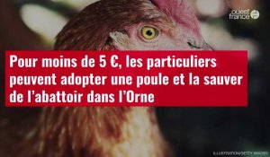 VIDÉO. Pour moins de 5 €, les particuliers peuvent adopter une poule et la sauver de l’abattoir