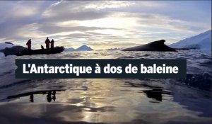 Biodiversité : l'Antarctique vu du dos d'une baleine