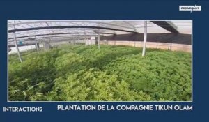 Israël mise sur un nouveau business : le cannabis thérapeutique