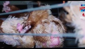 Maltraitance animale : les images chocs du nouveau scandale dans un élevage de poules