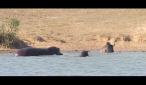 Un gnou sauvé d'un crocodile par un hippopotame (vidéo)