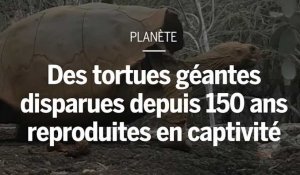 150 ans après sa disparition, une espèce de tortues va être reproduite en captivité  