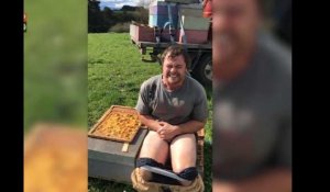 Angleterre: un apiculteur tente de rester assis sur une ruche d'abeilles (Vidéo)