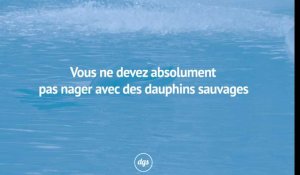 Vous ne devez absolument pas nager avec des dauphins sauvages