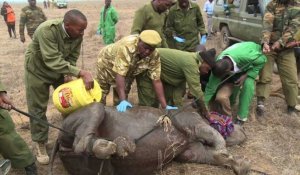 Kenya: opération encochage d'oreilles pour les rhinocéros