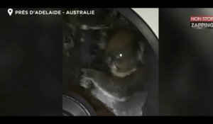 Australie : un koala bloqué dans un essieu pendant 16 heures !