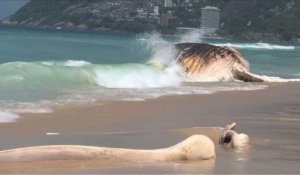 Brésil: une baleine s'échoue sur la plage d'Ipanema