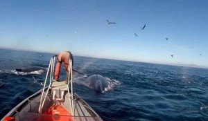 Des baleines filmées pour la première fois dans leur vie intime