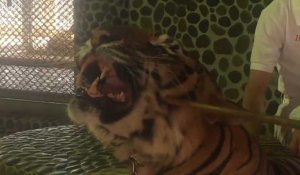Cette vidéo d'un tigre, frappé pour rugir sur les photos des touristes, devient virale et provoque un scandale