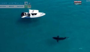 Australie : Un énorme requin blanc repéré aux abords d'une plage (vidéo)